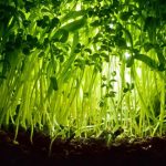 Plant Networks: Definition, Characteristics, and Types and Their Complete Functions
