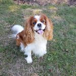 Moving with your dog? Top tips to make it easier
