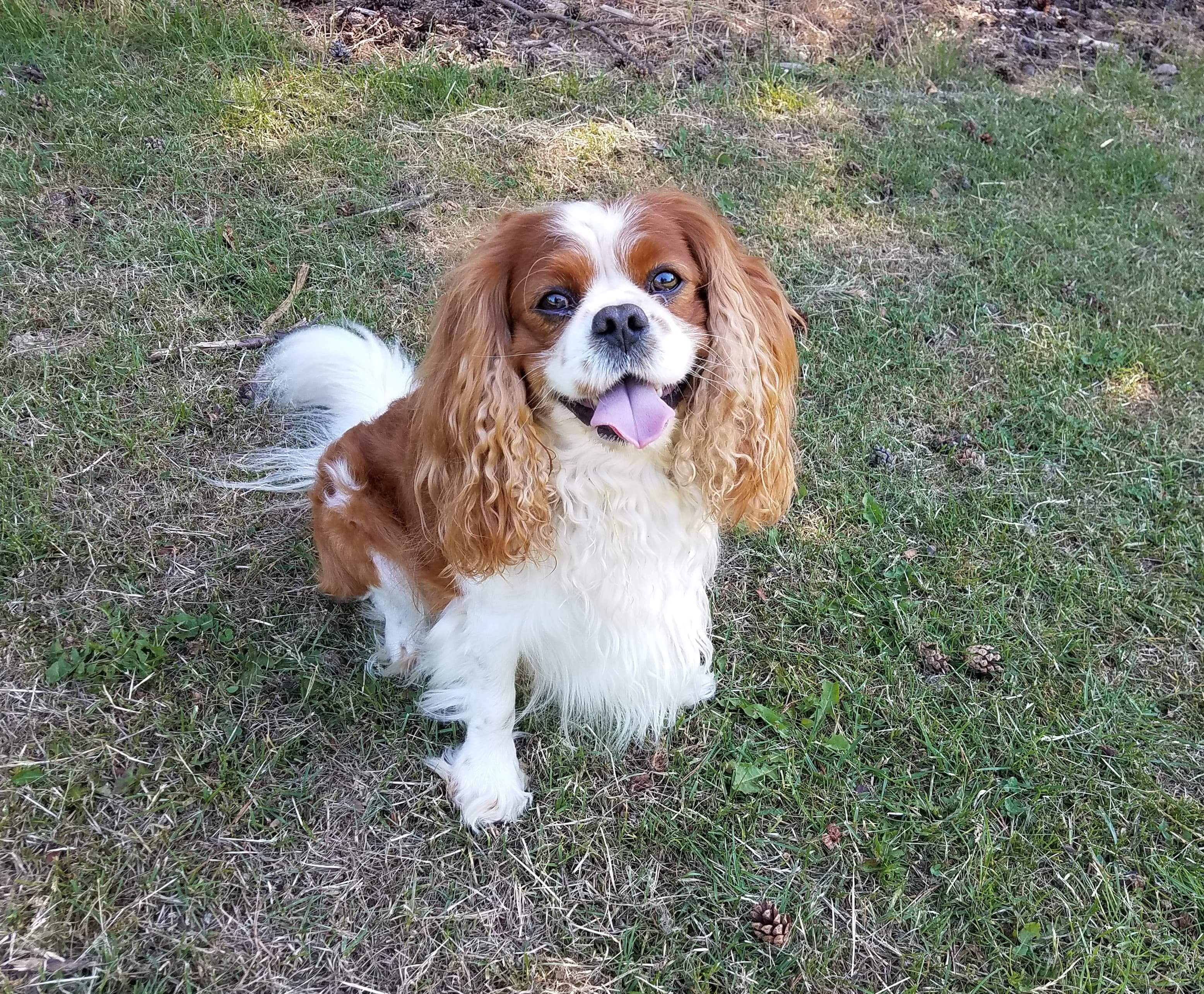 Moving with your dog? Top tips to make it easier