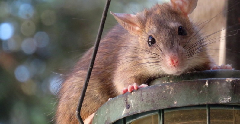 How to Protect Your Home from Rodents