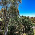 Tree Removal On Your Property