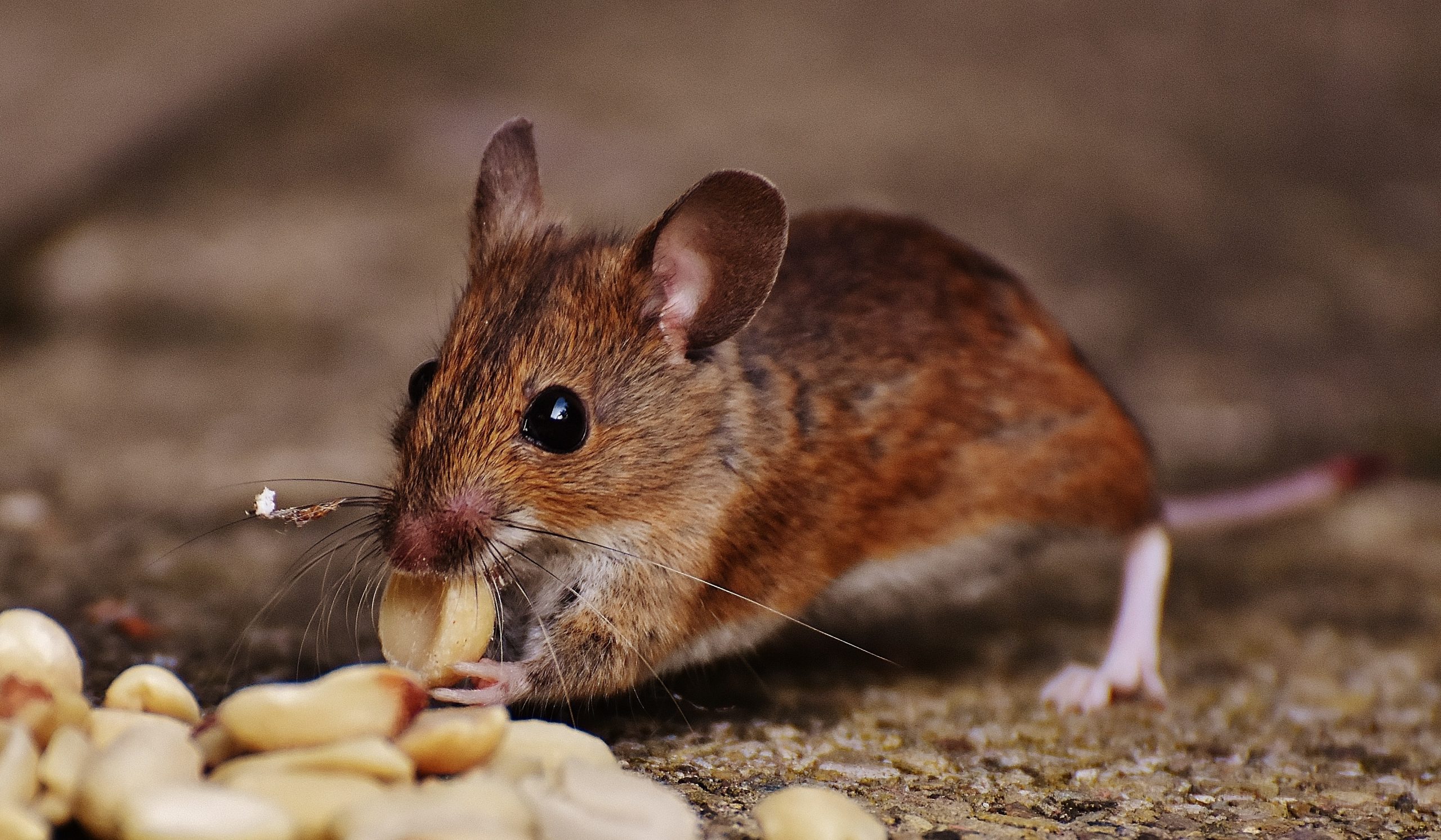 Live In Harmony With Rodents