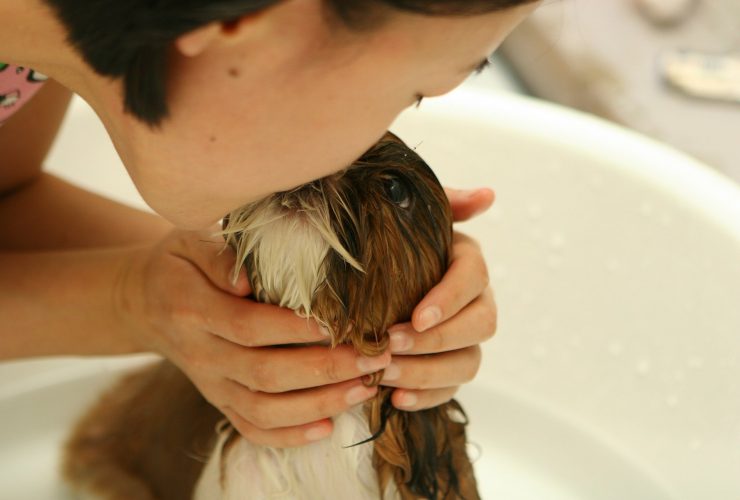 dog in the bath